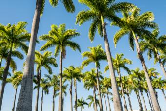 types of palm trees