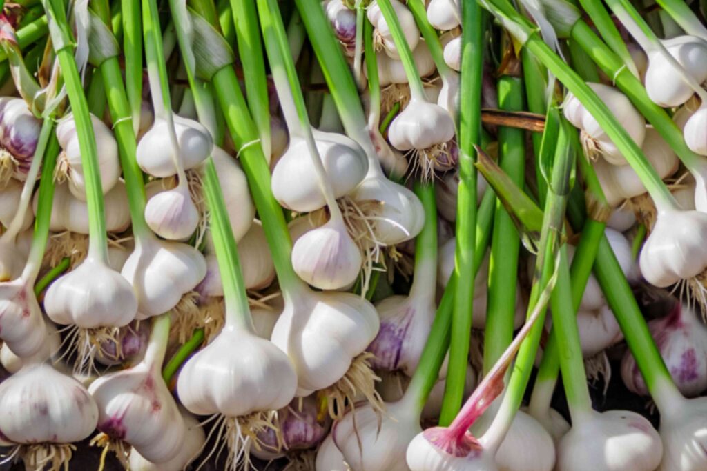how to grow a garlic plant from a clove